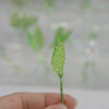 日光透光｜ 小綠葉