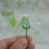 春日鬱金香｜🌷